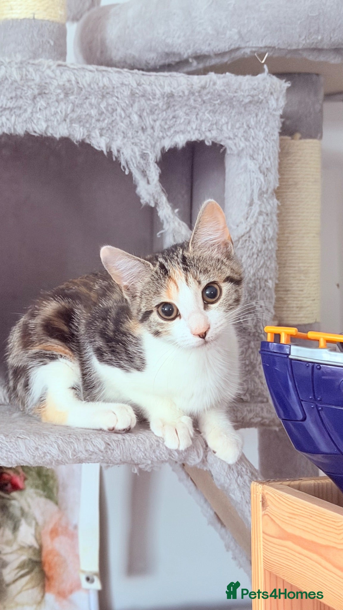 Mixed Breed cats 🩵Only Serious Buyers🩵No Deposit 🩵 - Advert 9