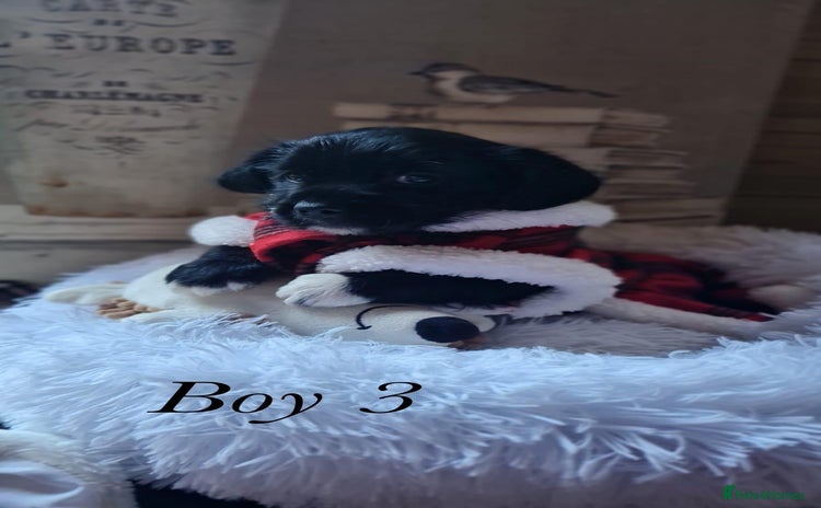 Shorkie dogs - Advert 1