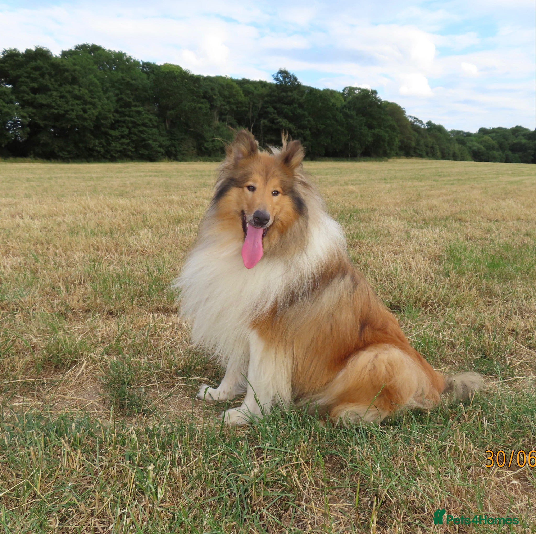 Rough Collie dogs Rough collie stud - Advert 2