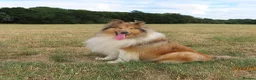 Rough Collie dogs for sale: Rough collie stud in Worksop - Advert 1