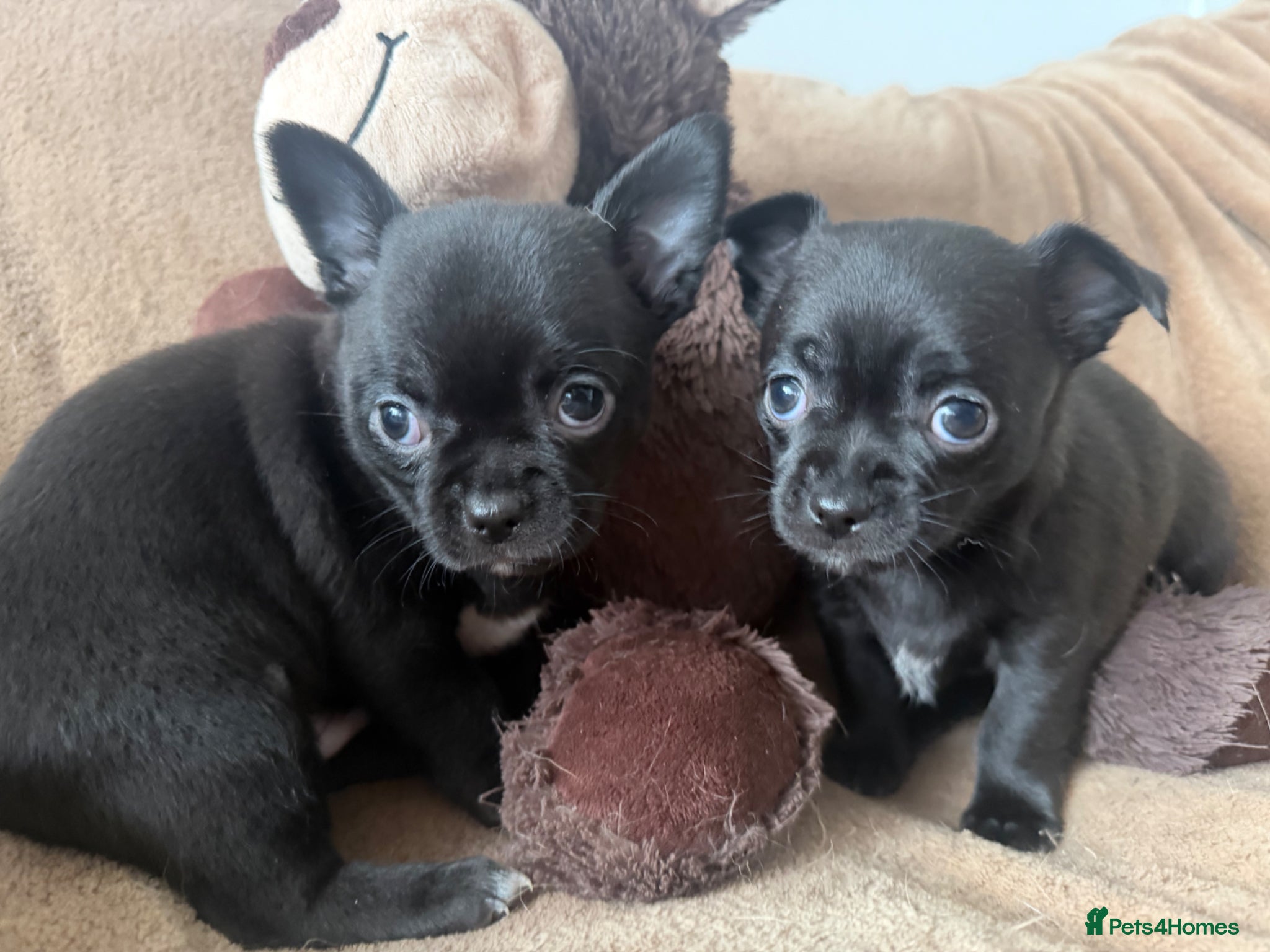 Chihuahua dogs Stunning Chihuahua Puppies- 2 Tiny Boys Available  - Advert 19