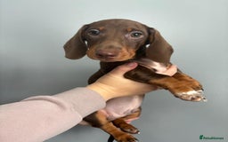 Miniature Dachshund dogs for sale: Ready to go-Gorgeous miniature Dachshund puppies   - Image 25