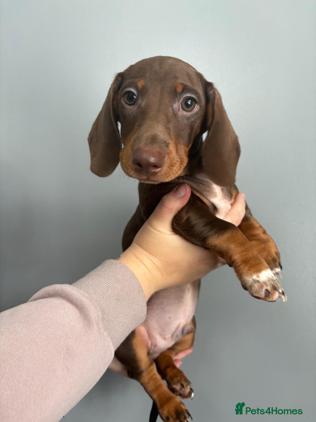 Miniature Dachshund dogs for sale: Ready to go-Gorgeous miniature Dachshund puppies   - Image 25