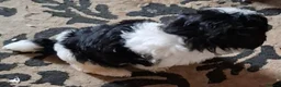 Shih Tzu dogs for sale: shih tzu for sale - Advert 3