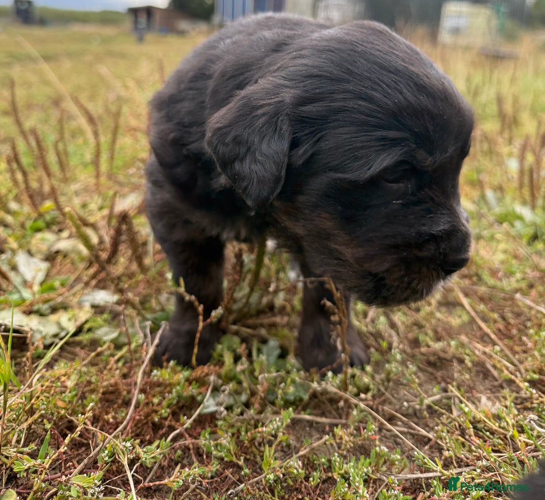 Mixed Breed dogs for sale: Bernese X Golden Retriever Puppies - Image 10