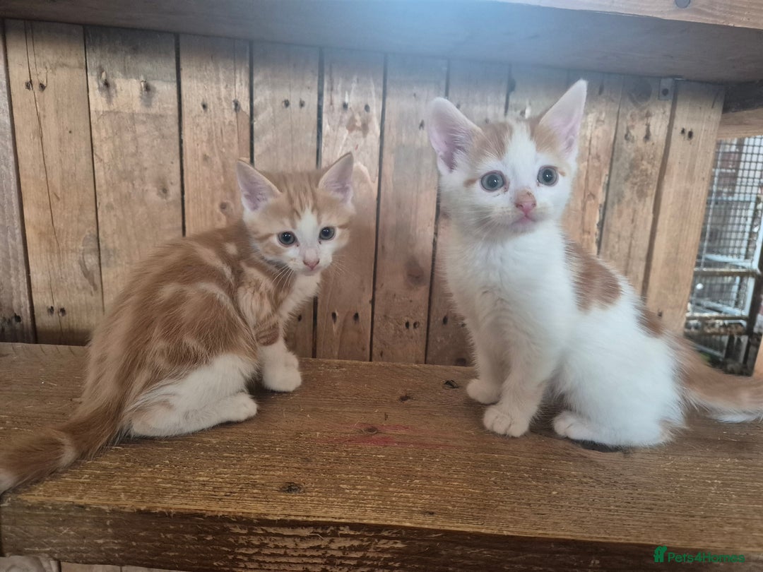 Domestic Shorthair cats for sale: Beautiful family raised kittens  - Image 9