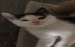 Domestic Shorthair cats for sale: 5 Beautiful kittens for sale  - Image 12