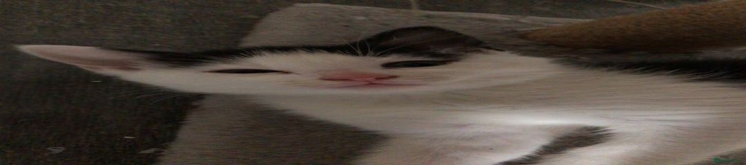 Domestic Shorthair Kitten 4