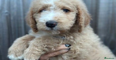 Mixed Breed dogs F1B SAINTBERNADODLE BRAMLEY BOY  NOVA B/W GIRL - Advert 4