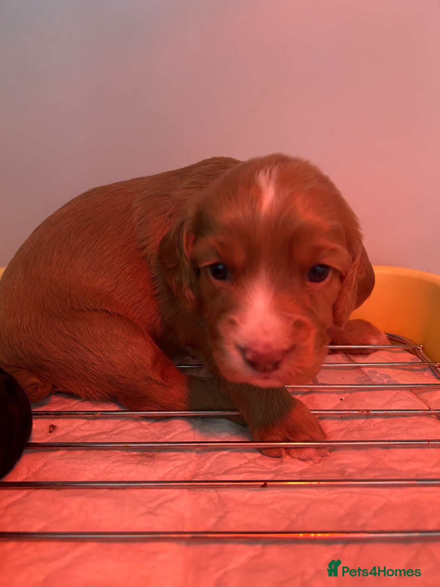Cocker Spaniel Puppy 2