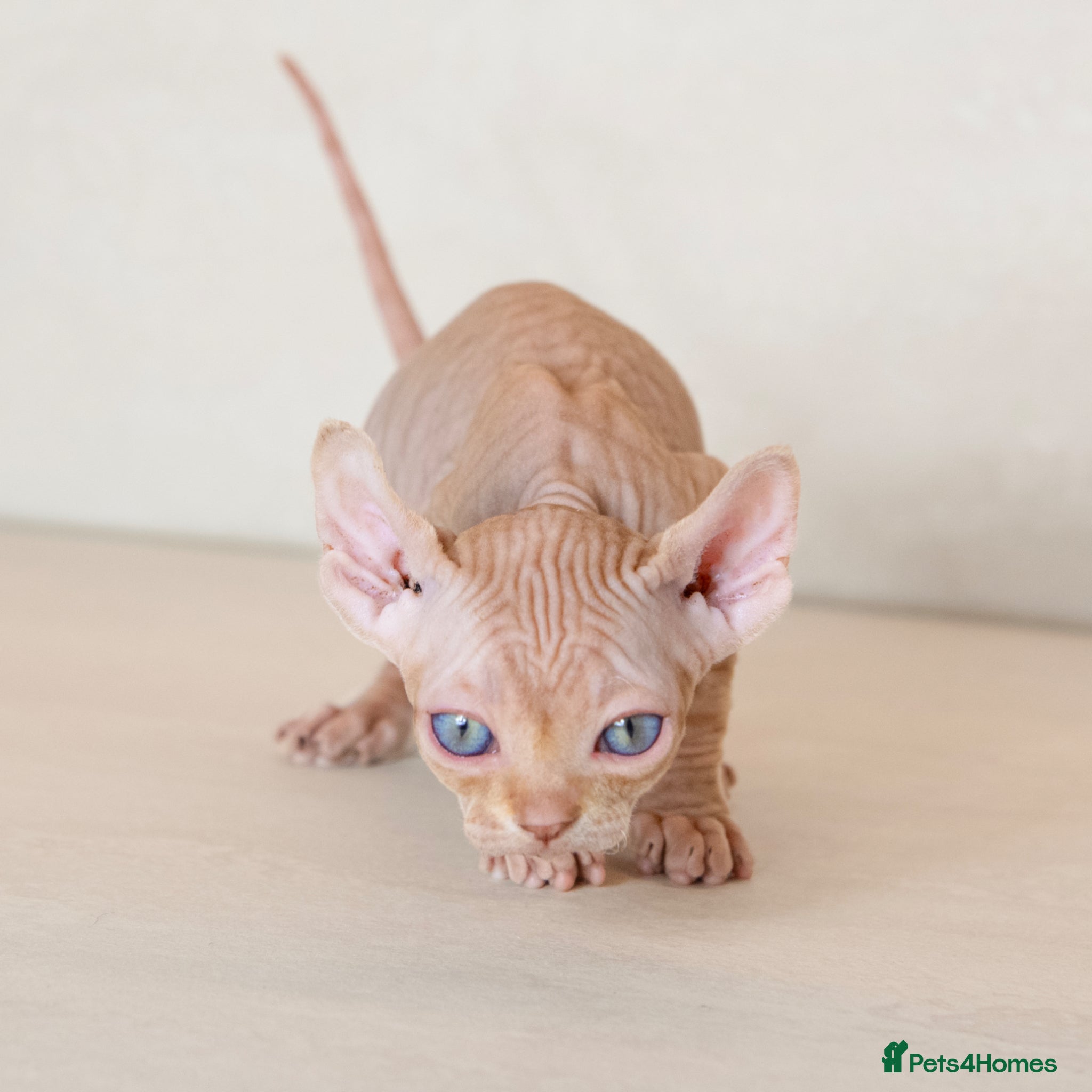 Sphynx cats for sale: Champion Sphynx kittens ready to go  - Advert 6