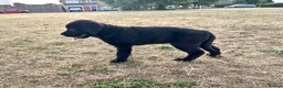 Mixed Breed dogs for sale: Cane Corso 75% x German Shepherd 25% - Advert 1