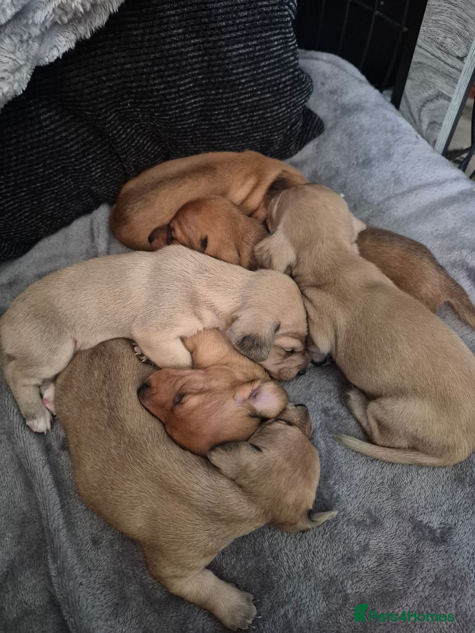 Dachshund dogs Kc Longhaired Dachshund puppies - Advert 5