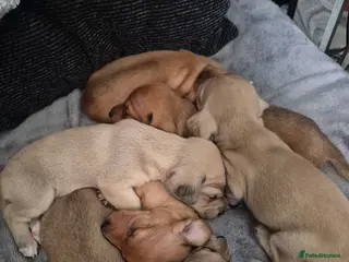 Dachshund dogs Kc Longhaired Dachshund puppies - Advert 5