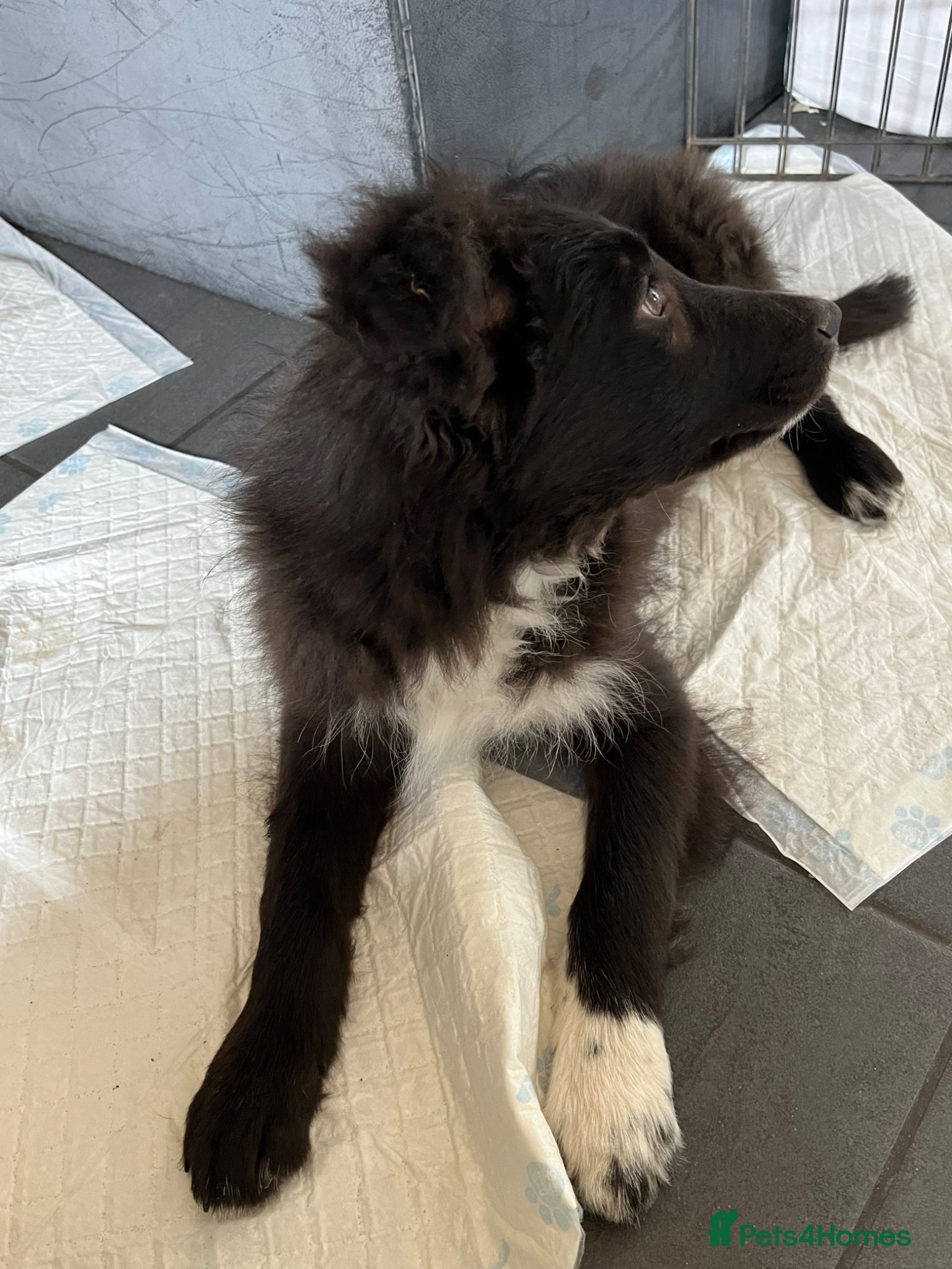 Bordoodle dogs Just Max left looking for his forever home-bordpoo - Advert 3