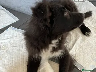 Bordoodle dogs Just Max left looking for his forever home-bordpoo - Advert 3