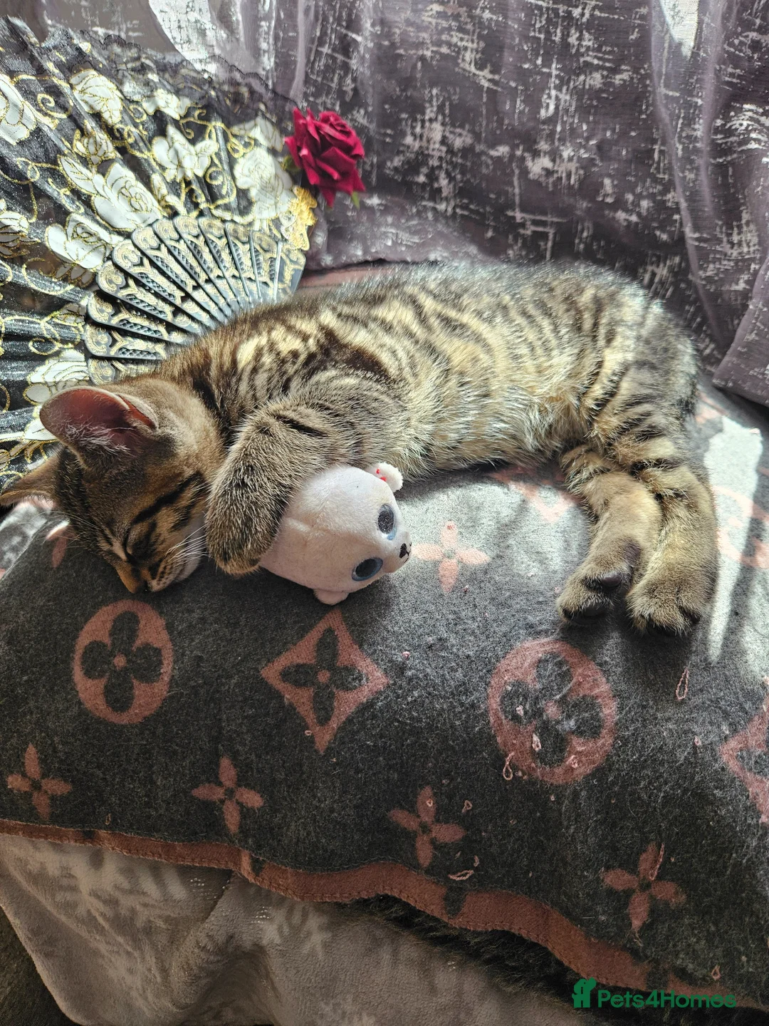 Domestic Shorthair cats for sale: Kittens for sale - Advert 7