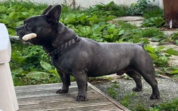 French Bulldog dogs for sale: French bulldog - Image 1