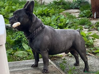 French Bulldog dogs for sale - Advert 1