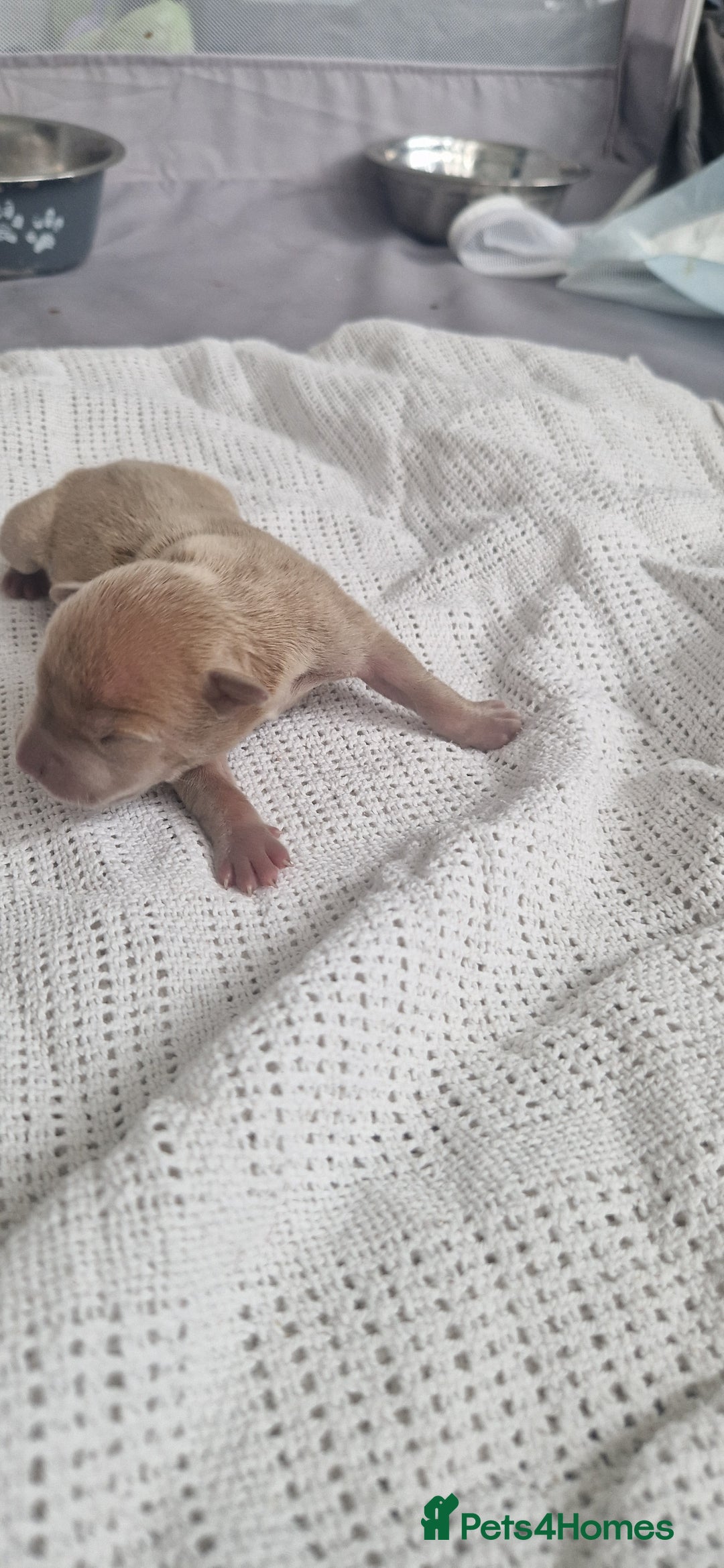 Mixed Breed dogs for sale: 8 Bully X Puppies  - Image 11
