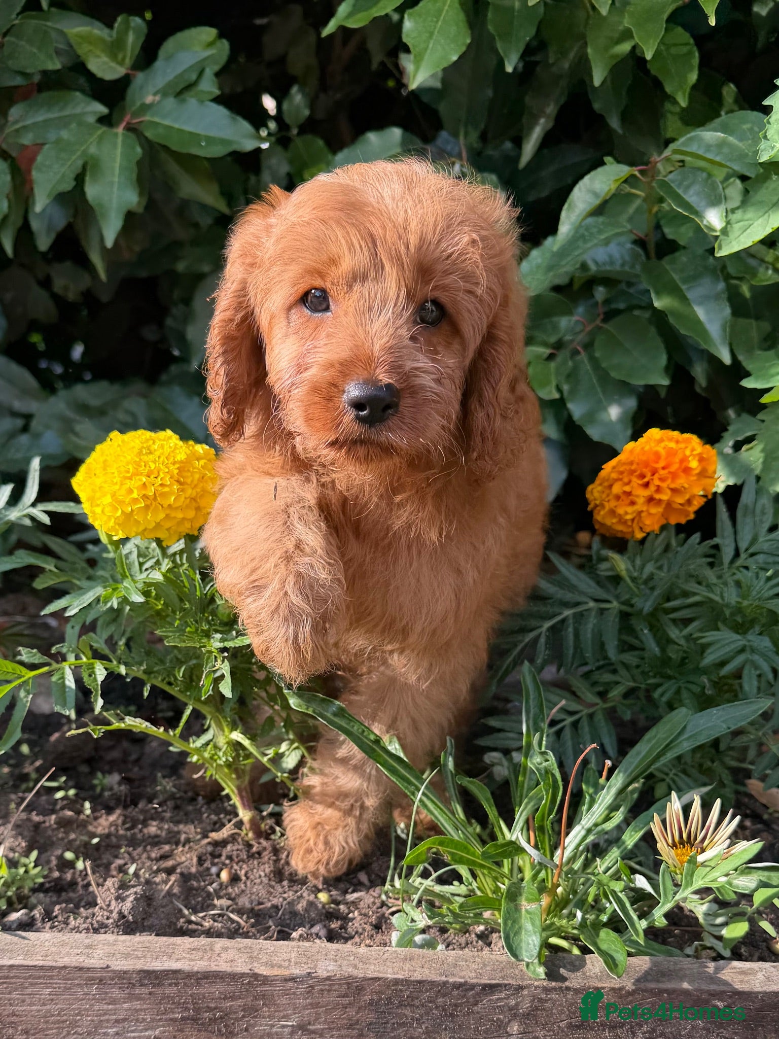 Cavapoo dogs Last girl left. Available now. - Advert 18