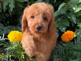 Cavapoo dogs Last girl left. Available now. - Advert 5
