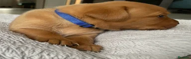 Labrador Retriever Dark Blue 