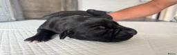 Cane Corso dogs for sale: Beautiful litter of cane corso  in Sheerness - Advert 28
