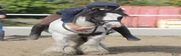 Irish Cob horses for sale: Cash  - Advert 5