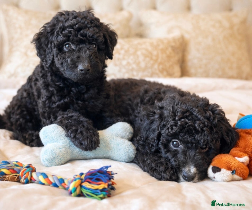 Aussiedoodle dogs READY NOW!!  🩷 Mini Aussiedoodle Puppies ⭐️ - Advert 11