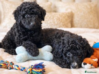 Aussiedoodle dogs READY NOW!! 🩷 Mini Aussiedoodle Puppies ⭐️ - Advert 11