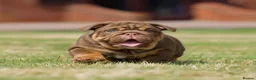 English Bulldog dogs for sale: EPIC BULLYZ PUPS - Advert 10