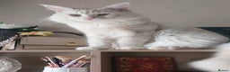 Maine Coon cats for sale: Purebred Maincoons Kittens - Advert 15