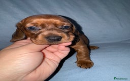 Mixed Breed dogs for sale: Docker - miniature daschund X American cocker  - Image 5