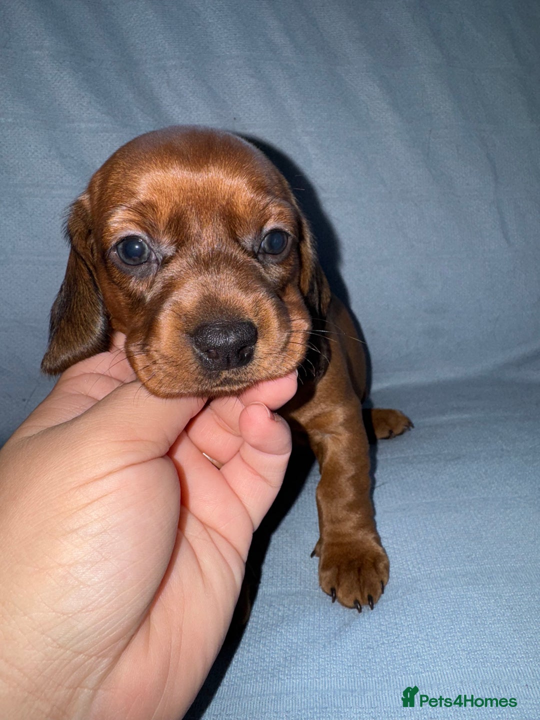 Mixed Breed dogs for sale: Docker - miniature daschund X American cocker  - Image 5