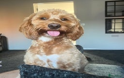 Cockapoo dogs for sale: Female cockapoo looking for her forever home - Image 3