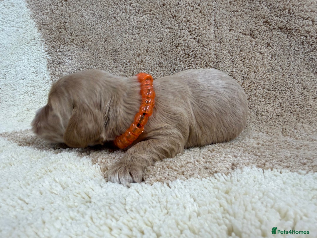 Cockapoo dogs for sale: F1 mini cockapoos health tested parents  - Advert 11