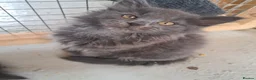 Norwegian Forest Cat cats for sale: 6 adorable NFC/maincoon kittens. - Advert 1