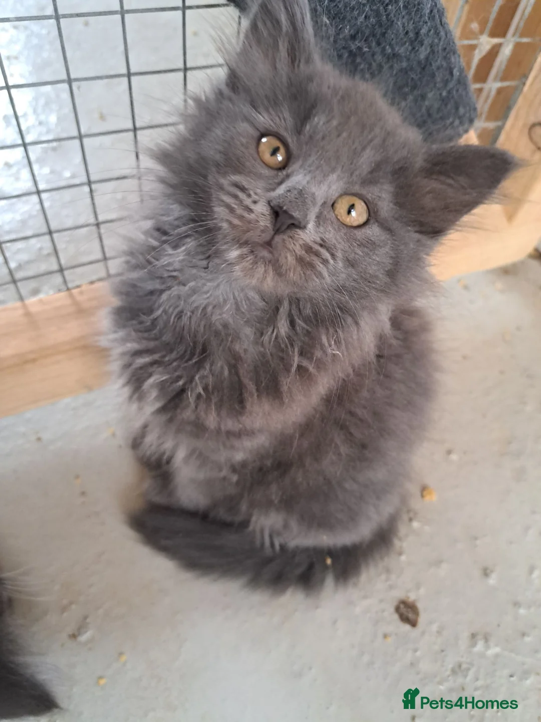 Norwegian Forest Cat cats for sale: 6 adorable NFC/maincoon kittens. - Advert 1