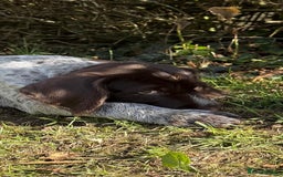 German Wirehaired Pointer dogs for sale: Beautiful GWP Pups For Sale Bred For Their Nature - Image 6