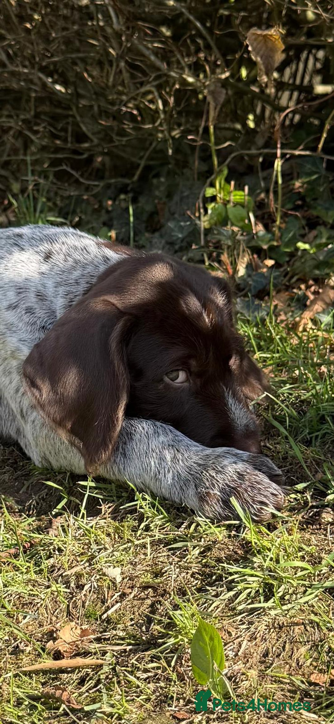 German Wirehaired Pointer dogs for sale: Beautiful GWP Pups For Sale Bred For Their Nature - Image 6
