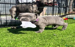 Staffordshire Bull Terrier dogs for sale: staffy puppies - Image 2