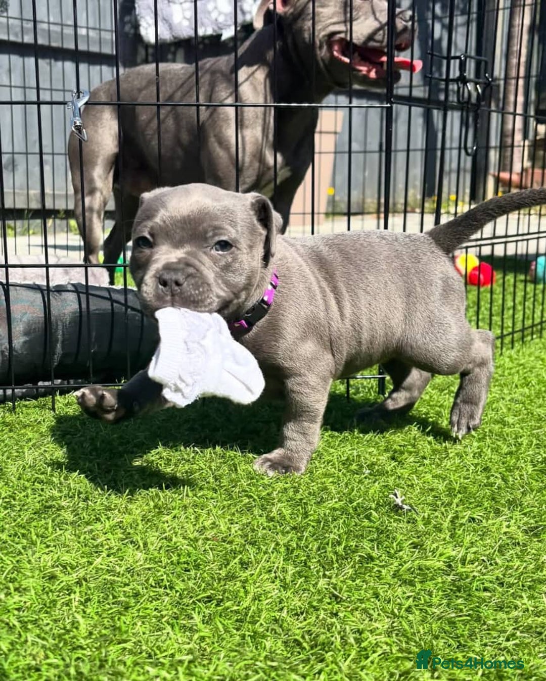 Staffordshire Bull Terrier dogs for sale: staffy puppies - Image 2