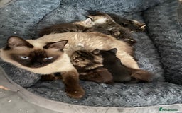 Perdoll cats for sale: Ragdoll  cross kitten (one available )😻 - Image 5