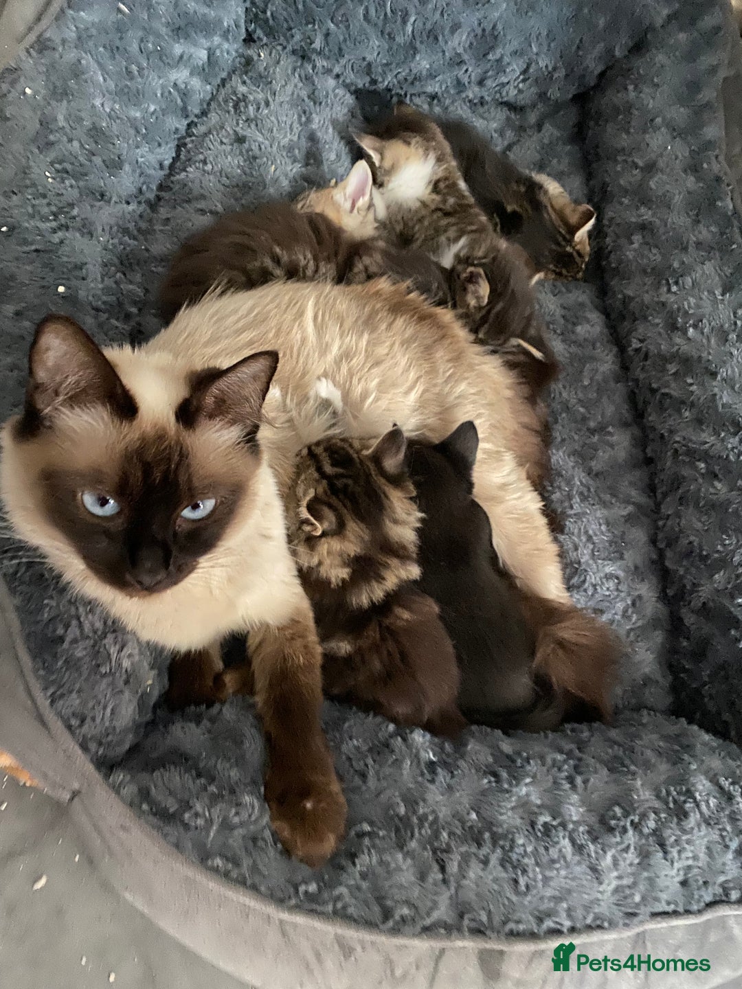 Perdoll cats for sale: Ragdoll  cross kitten (one available )😻 - Image 5