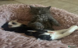 Mixed Breed cats for sale: Fluffy Turkish Angora mixed breed kittens  - Image 15