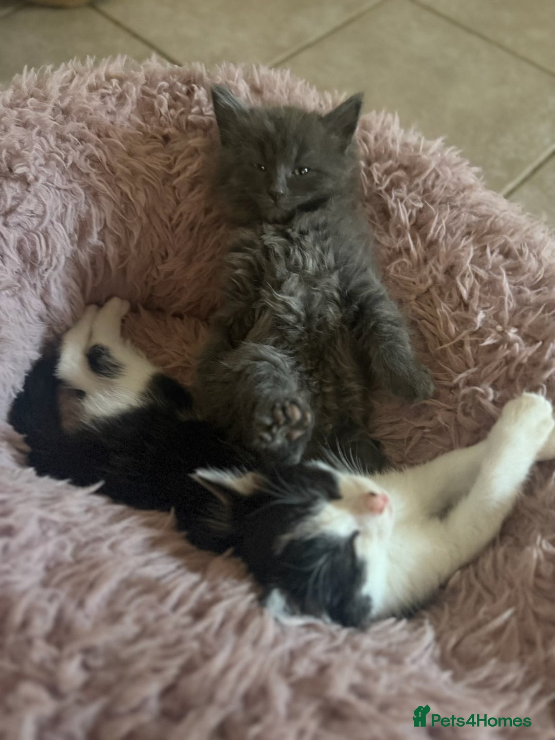 Mixed Breed cats for sale: Fluffy Turkish Angora mixed breed kittens  - Image 15