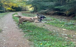 Mixed Breed dogs for adoption: Levi - Norwich Norfolk  - Image 40