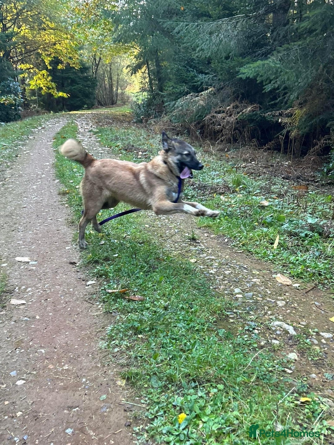 Mixed Breed dogs for adoption: Levi - Norwich Norfolk  - Image 40