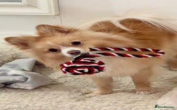 Pomeranian dogs for stud: 🐾 Miniature Foxy Type Pomeranian for Stud - Image 6